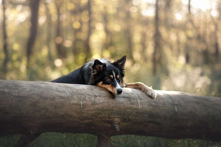 the dog looks out. Curious pet. funny Border Collie outdoorsの写真素材