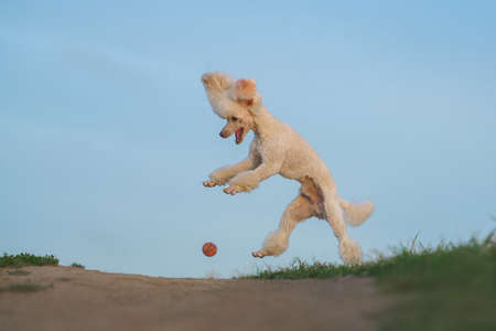 dog catches the ball. White miniature poodle playing in nature.の写真素材