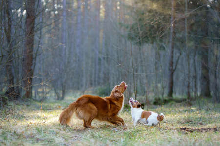 two dogs playing in the forest. Nova Scotia Duck Tolling Retriever and Jack Russell Terrier in...