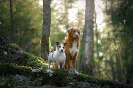 two dogs in the forest. Nova Scotia Duck Tolling Retriever and Jack Russell Terrier in nature. Pet...