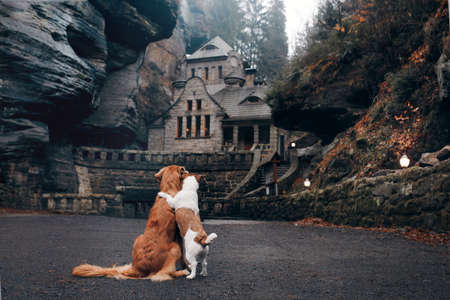dog on the background of the old building. Autumn mood.の写真素材