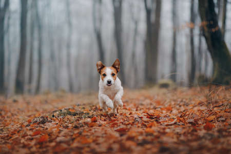 dog in autumn park. Jack Russell Terrier in yellow leavesの写真素材