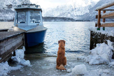 dog in winter on a background of mountains. Nova Scotia Duck Tolling Retriever in natureの写真素材