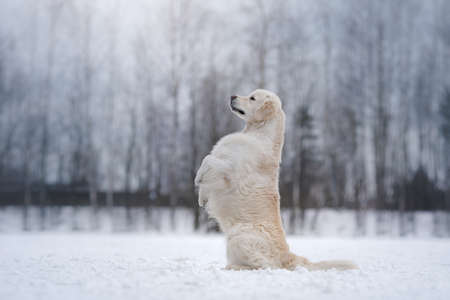 dog in the winter in the snow. Golden retriever plays in nature, outdoors
