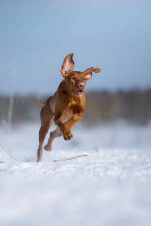 Dog in the winter in nature. Active Hungarian vizsla running on the snowの写真素材