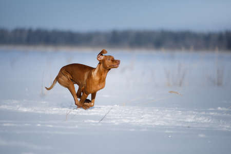 Dog in the winter in nature. Active Hungarian vizsla running on the snowの写真素材