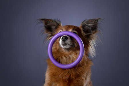 the dog is holding a toy. Long-haired Russian toy terrier on a purple backgroundの写真素材