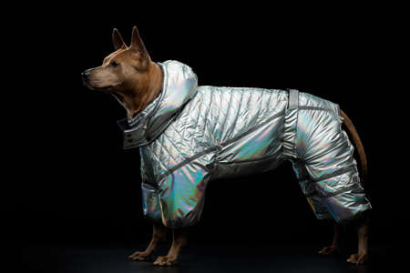 nice dog on a black background. Thai ridgeback in studioの写真素材