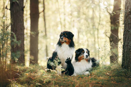 two dogs and a black cat. Australian Shepherd in nature. autumn moodの写真素材
