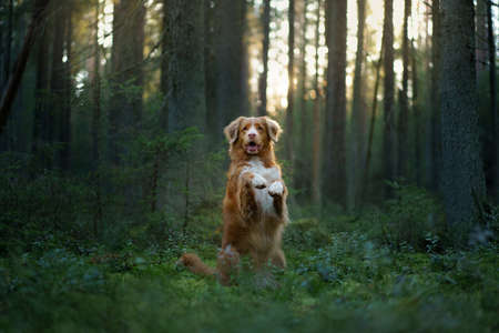dog in forest. red Nova Scotia Duck Tolling Retriever in nature, sunlightの写真素材