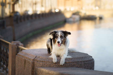 nice dog in the city. Marble border collie on architecture backgroundの写真素材