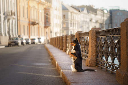 nice dog in the city. Marble border collie on architecture backgroundの写真素材