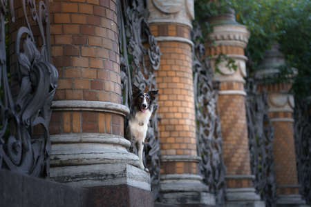nice dog in the city. Marble border collie on architecture backgroundの写真素材