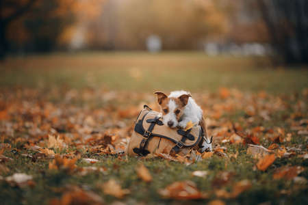 dog near bag in the autumn park. Jack Russell Terrier in nature. pet outdoorsの写真素材