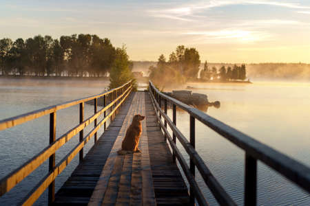 dog on a wooden bridge on the fog lake. Nova Scotia Duck Tolling Retriever at dawnの写真素材