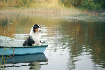 dog in a boat, autumn mood. Tricolor australian shepherd in natureの写真素材