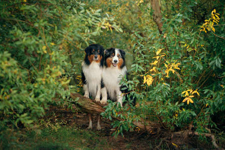 two dogs peeks out of the autumn leaves. Tricolor Australian Shepherd. Portrait of a pet in nature