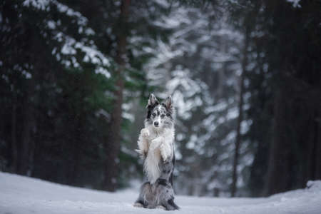dog in the forest, winter mood. Obedient border collie in nature.の写真素材