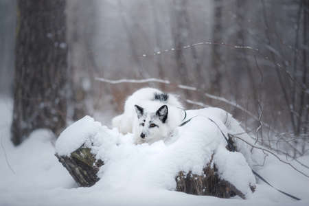 white fluffy fox in the snow. wild animal in nature
