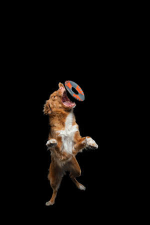 Dog jumping over the disc. Pet in the studio on a black background. Active Nova Scotia Duck Tolling Retrieverの写真素材
