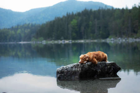 dog Nova Scotia Duck Tolling Retriever on Mountain Lake. Morning landscape with a pet
