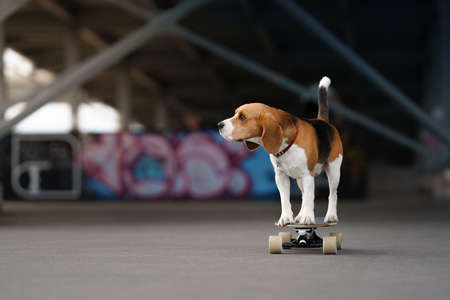 dog on a skateboard. obedient beagle in sports. August 25, 2020, St. Petersburg, Russiaのeditorial素材