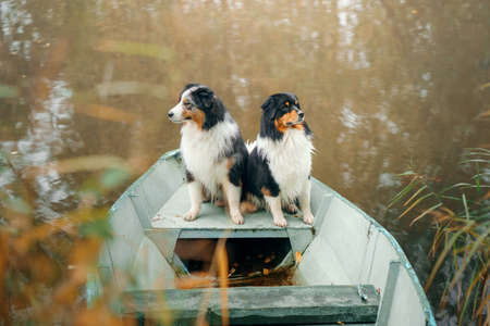 two dogs in a boat, autumn mood. Tricolor australian shepherd in nature