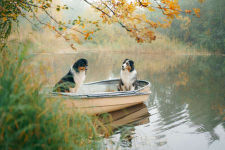 two dogs in a boat, autumn mood. Tricolor australian shepherd in nature