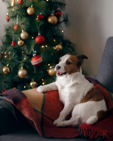 dog at the Christmas tree. Jack russell terrier in new years decorations at homeの写真素材