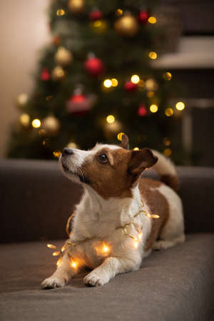 dog at the Christmas tree. Jack russell terrier in new years decorations at homeの写真素材