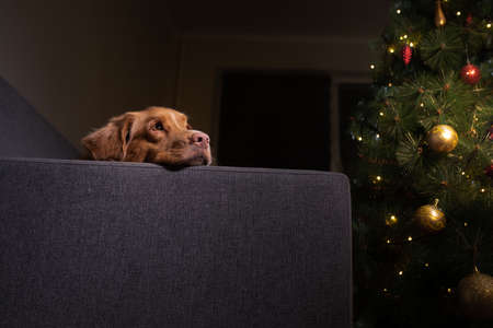 dog at the Christmas tree. Nova Scotia Duck Tolling Retriever lying on the sofa at homeの写真素材