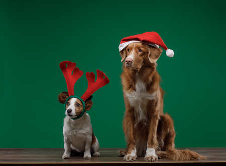 two funny dogs in Christmas hats. Holiday pets. The little Jack Russell and a great Nova Scotia Duck Tolling Retriever.の写真素材