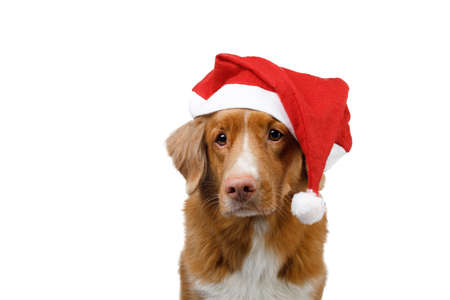 dog in a New Years cap. Nova Scotia Duck Tolling Retriever. christmas pet on white backgroundの写真素材