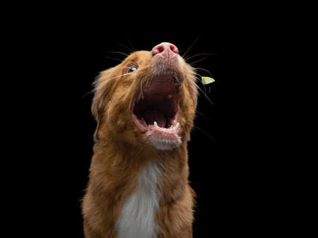 dog catch a piece of food. Funny muzzle Nova Scotia Duck Tolling Retriever. Wide angle. Pet on black