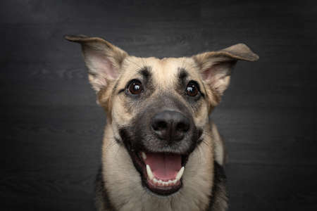 dog smiling , funny portrait. Happy pet in studio on black background.の写真素材