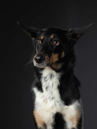 mix dog funny portrait. Charming pet in studio on black background.の写真素材