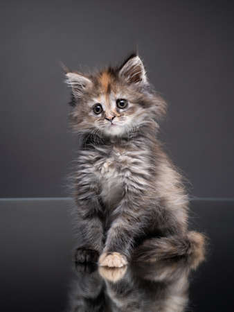 Maine Coon kitten on a gray background with reflection. Cat in the studio.の写真素材