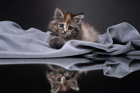 Maine Coon kitten on a gray background with reflection. Cat in the studio.の写真素材