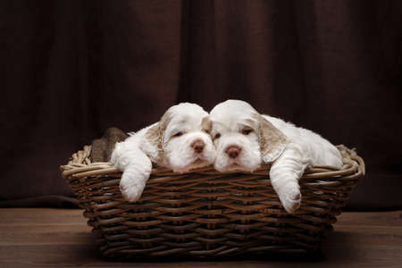 two puppies in a basket. newborn dog clumber spaniel indoorsの写真素材