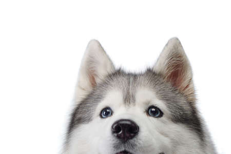 Siberian Husky with blue eyes. dog on a white background . Obedient petの写真素材