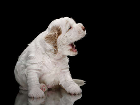 newborn puppy yawns. Clumber spaniel dog on blackの写真素材