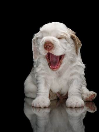 newborn puppy yawns. Clumber spaniel dog on blackの写真素材