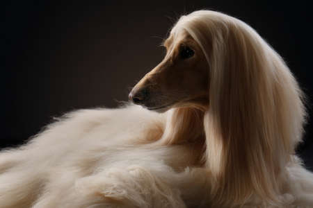 portrait of an Afghan hound on a black background. long-haired dog for excellent groomingの写真素材