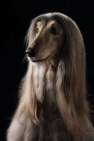 portrait of an Afghan hound on a black background. long-haired dog for excellent groomingの写真素材