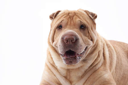 Shar Pei on white background. The dog smiles, funny faceの写真素材