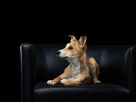 Dog on a black chair. Mix breed, nice puppy.の写真素材