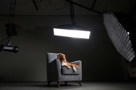 studio for pets. Dog in the interior of a photo studio, professional lighting equipment