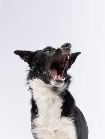 funny crazy dog. Happy Border Collie with curve muzzleの写真素材