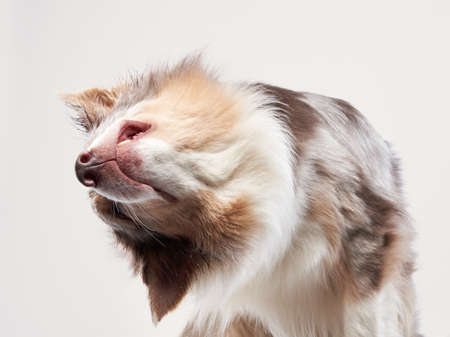 the dog shakes off. Happy Border Collie with funny muzzle. Pet on bright backgroundの写真素材