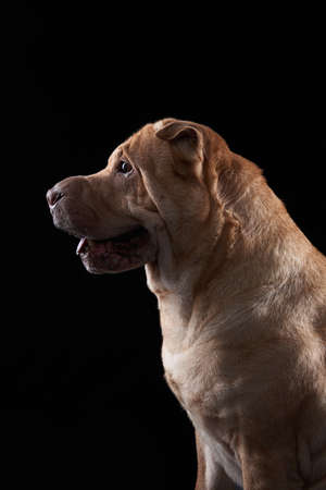 Shar Pei on black background. The dog smiles, funny faceの写真素材